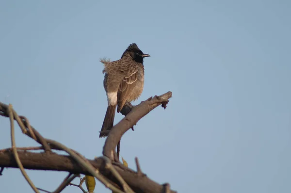 Červeně větraná bulbul Pycnonotus kavárna na větvi. — Stock fotografie