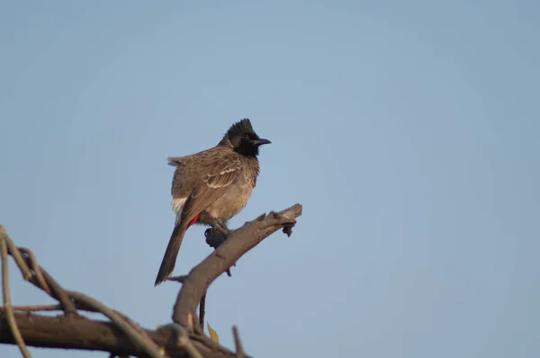 Café de Pycnonotus de bulbul ventilado vermelho em um ramo. — Fotografia de Stock