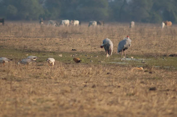 Sarus grúas Antígona antígono preening en un prado. —  Fotos de Stock