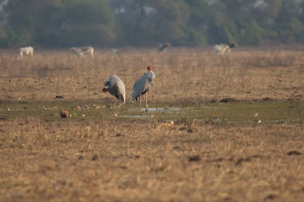 Sarus grúas Antígona antígono preening en un prado. — Foto de Stock