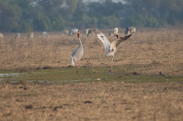 Par no namoro de guindastes sarus Antígono antigone. — Fotografia de Stock