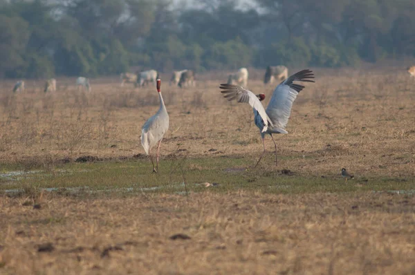 Par no namoro de guindastes sarus Antígono antigone. — Fotografia de Stock