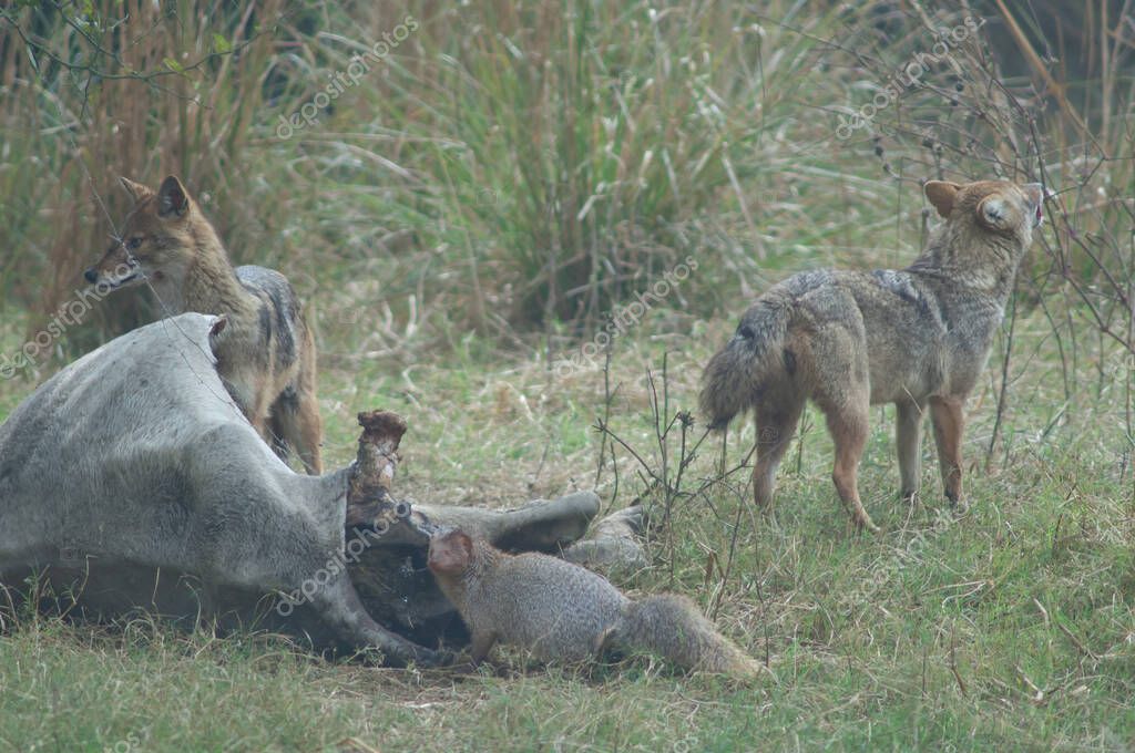 Chacales dorados Canis aureus indicus y mangosta gris india Herpestes