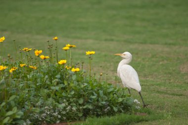 Tac Mahal bahçelerindeki sığır ağılı Bubulcus ibis.