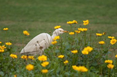 Tac Mahal bahçelerindeki sığır ağılı Bubulcus ibis.