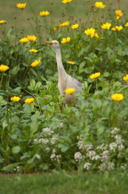 Tac Mahal bahçelerindeki sığır ağılı Bubulcus ibis.