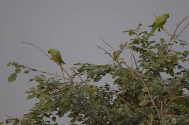 Erkekler gül halkalı muhabbet kuşları Ağaçtaki Psittacula krameri.
