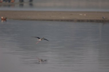 Siyah kanatlı çubuk Yamuna Nehri 'nde uçuyor..