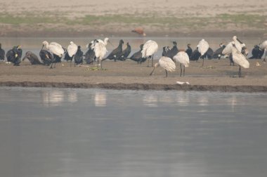 Avrasya kaşıkları Yamuna Nehri 'nde Platalea lökositi.