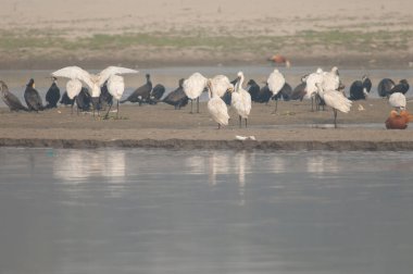 Avrasya kaşıkları Yamuna Nehri 'nde Platalea lökositi.