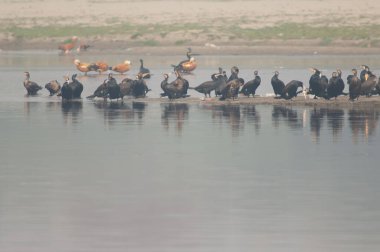 Yamuna Nehri 'ndeki büyük karabataklar Phalacrocorax..