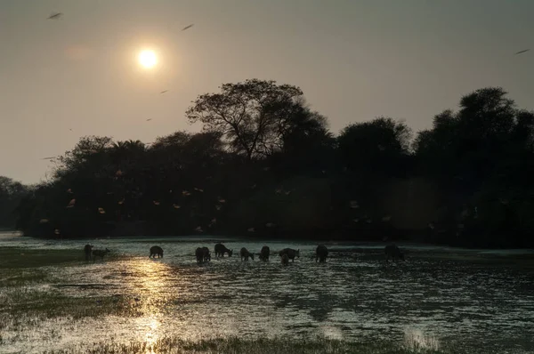 Herd van sambar Rusa unicolor en vogels tijdens de vlucht bij zonsondergang. — Stockfoto