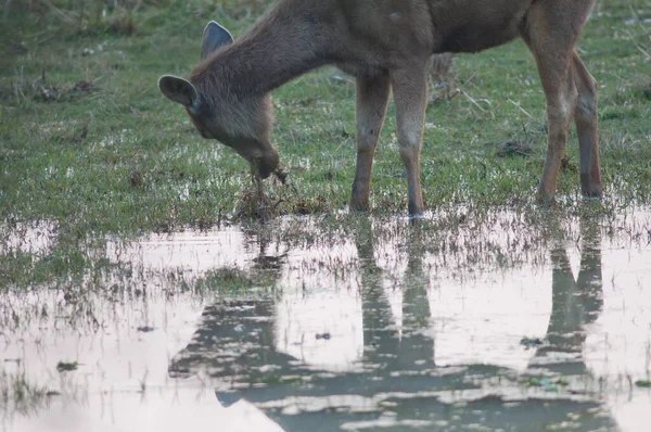 池の放牧の背後にあるSambar Rusaのユニカラー. — ストック写真