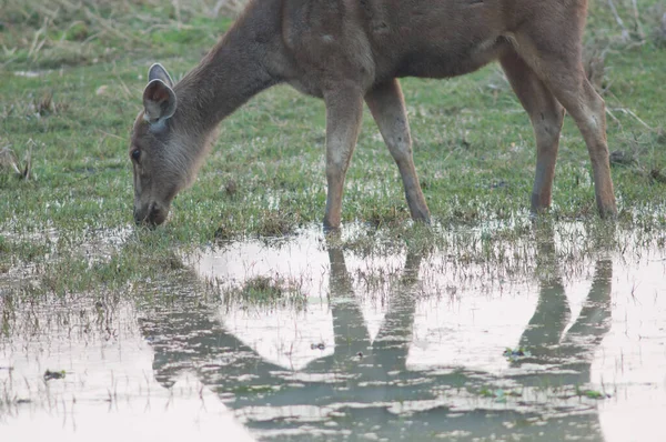 池の放牧の背後にあるSambar Rusaのユニカラー. — ストック写真