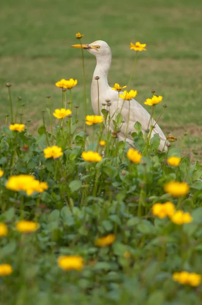 Szarvasmarha tojás Bubulcus ibis a Taj Mahal kertben. — Stock Fotó