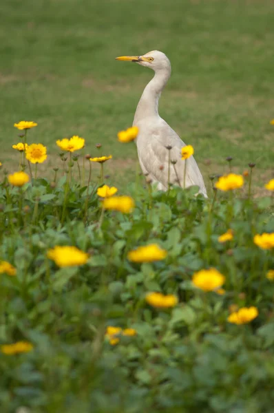 Szarvasmarha tojás Bubulcus ibis a Taj Mahal kertben. — Stock Fotó