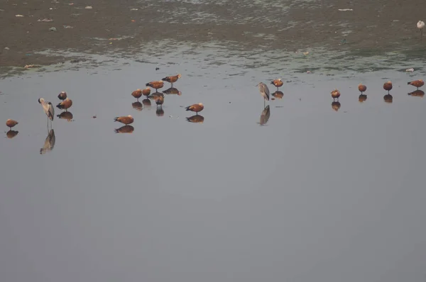 Prateleiras Ruddy Tadorna ferruginea e garças cinzentas Ardea cinerea. — Fotografia de Stock