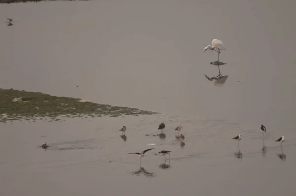 Oriental grande egret Ardea alba modesta arranhões e waders. — Fotografia de Stock