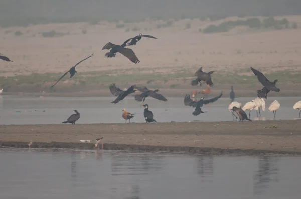 Grandes corvos marinhos pousando no Rio Yamuna. — Fotografia de Stock
