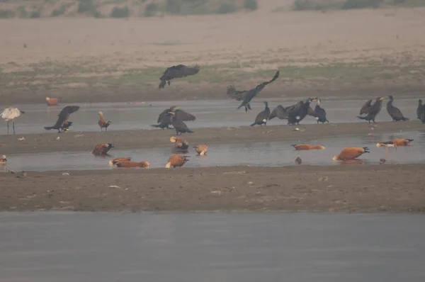 Rostende Enten fressen im Yamuna-Fluss. — Stockfoto