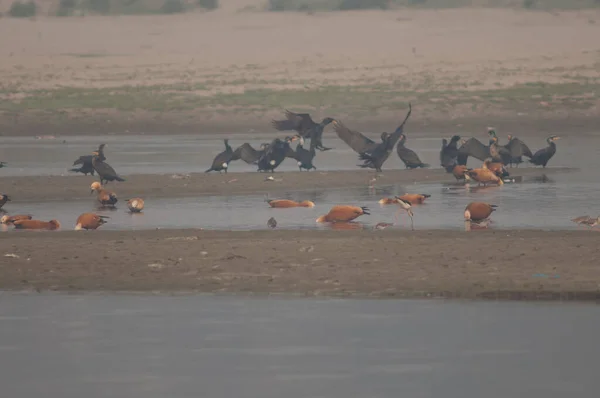 Ruddy shelducks Tadorna ferruginea and wading birds feeding. — Stock Photo, Image