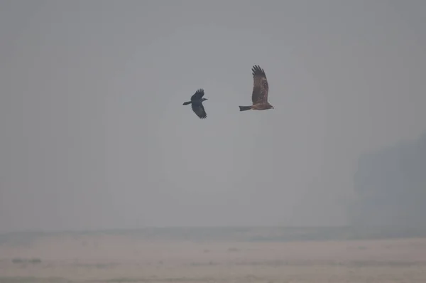 Casa cuervo Corvus splendens y negro cometa Milvus migrans persiguiendo. —  Fotos de Stock