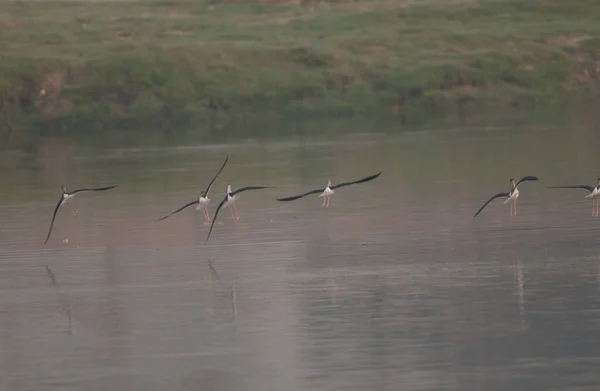 Sutilhas de asas negras Himantopus himantopus voando sobre o rio Yamuna. — Fotografia de Stock