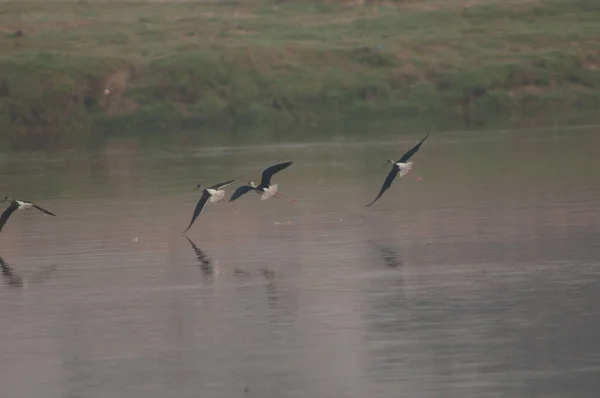 Sutilhas de asas negras Himantopus himantopus voando sobre o rio Yamuna. — Fotografia de Stock