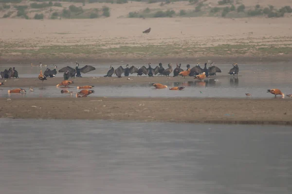 Grands cormorans Phalacrocorax carbo et canards roux Tadorna ferruginea. — Photo