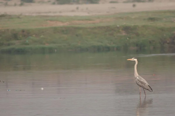 Grey heron Ardea cinerea in the Yamuna River. — Stock Photo, Image