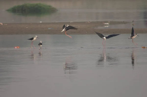 Sutilhas de asas negras Himantopus himantopus no rio Yamuna. — Fotografia de Stock