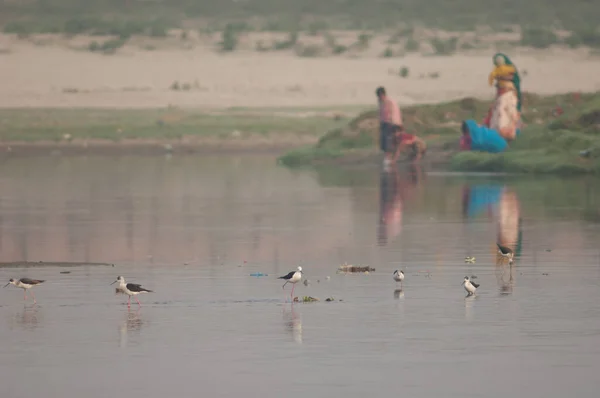 Black-winged stilts and Indian family in the background. — Stock Photo, Image