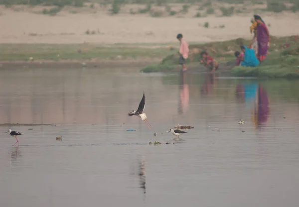 Black-winged stilts and Indian family in the background. — Stock Photo, Image
