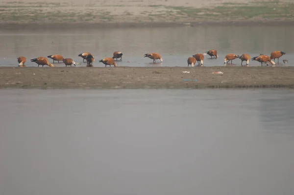 Ruddy shelducks feeding in the Yamuna River. — Stock Photo, Image