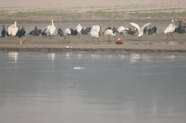 Eurázsiai kanalak Platalea leukorodia a Yamuna folyóban. — Stock Fotó