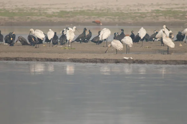 Eurasische Löffler Platalea leucorodia im Yamuna-Fluss. — Stockfoto