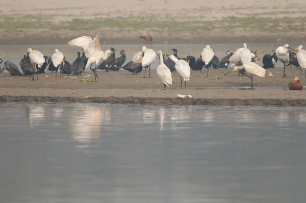 Eurasiatiska skedar Platalea leucorodia i Yamuna floden. — Stockfoto