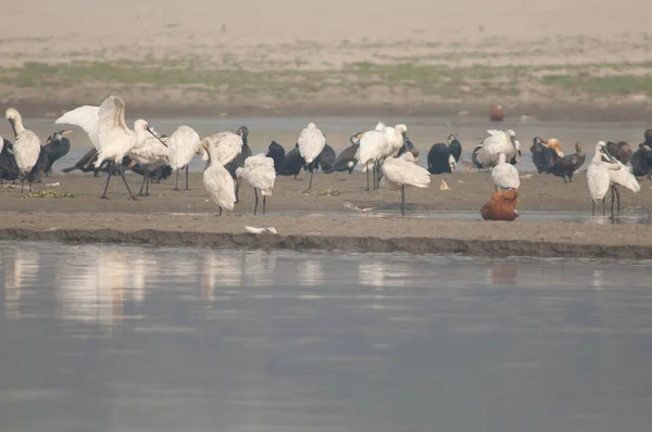 Eurasische Löffler Platalea leucorodia im Yamuna-Fluss. — Stockfoto