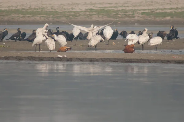 Eurasiatiska skedar Platalea leucorodia i Yamuna floden. — Stockfoto