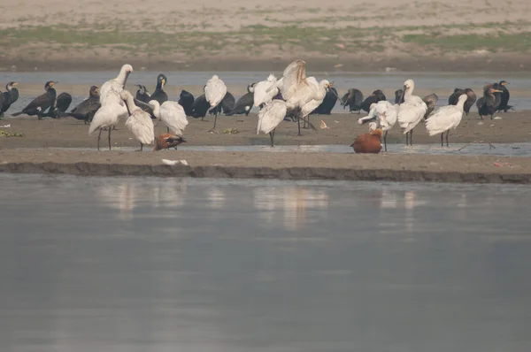 Eurasische Löffler Platalea leucorodia im Yamuna-Fluss. — Stockfoto