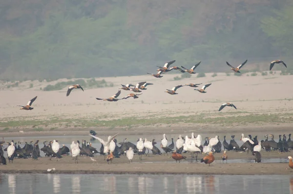 Yamuna Nehri 'nde uçan kabuklu ördekler.