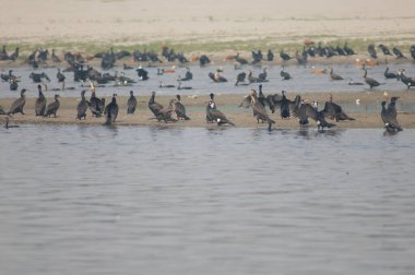 Yamuna Nehri 'ndeki büyük karabataklar Phalacrocorax..