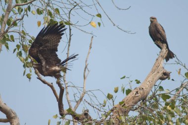 Siyah uçurtmalar Milvus migrans ağaçta.