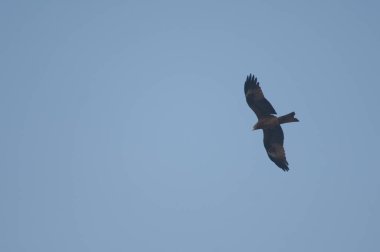 Siyah uçurtma Milvus migrans Agra 'da uçuyor.