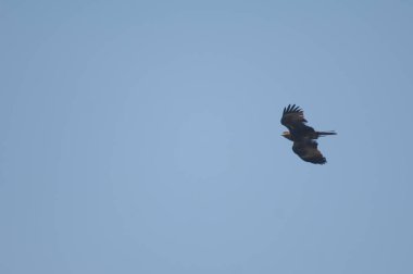 Siyah uçurtma Milvus migrans Agra 'da uçuyor.