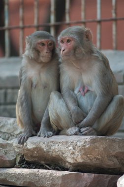 Dişi rhesus makas Macaca mulatta bir kayanın üzerinde.