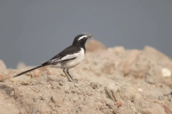 White-browed wagtail Motacilla maderaspatensis with nesting material. — ストック写真