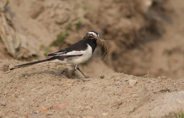 White-browed wagtail Motacilla maderaspatensis with nesting material. — ストック写真