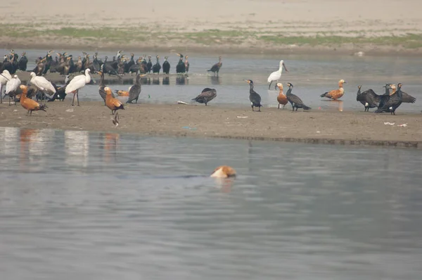 Eurasian spoonbills, great cormorants, ruddy shelducks and feral dog in the foreground. — Stock Photo, Image
