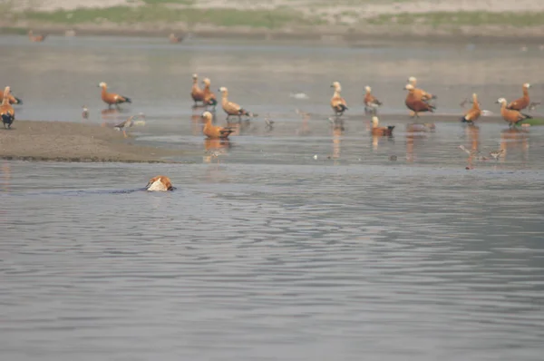 Feral perro cruzando el río Yamuna y ruddy shelducks en el fondo. — Foto de Stock